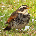 Dusky Thrush