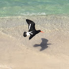 Pied oystercatcher