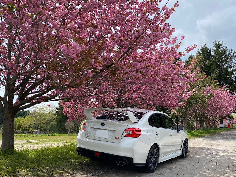 WRX STIのローガン・5月もよろしくお願いします・城岱牧場・八重桜と愛車・DSRに関するカスタム事例の投稿画像9枚目