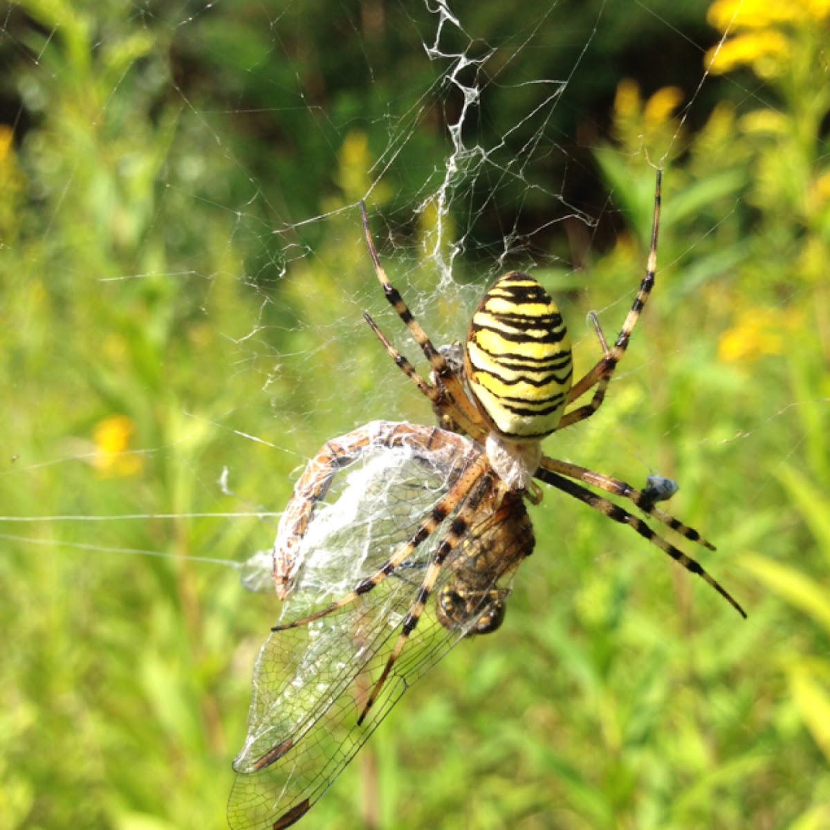 The wasp spider