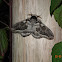 Owl Moth