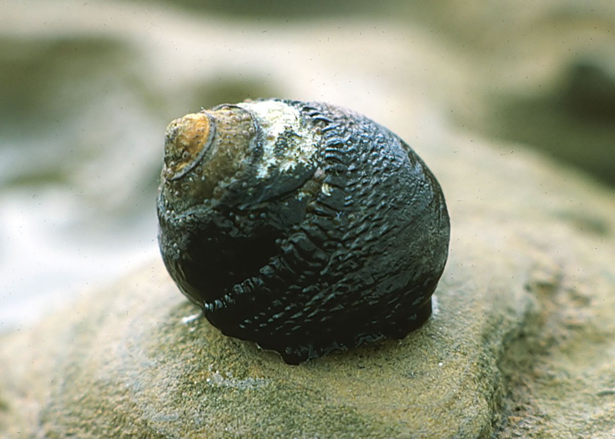 116646180.9w59ZASC.turbansnail-2.jpg