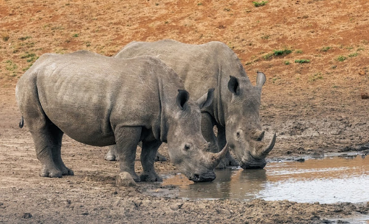 A group of rangers has captured, sedated and moved black and white rhinos more than 1,600km to Mozambique's Zinave National Park. File photo.