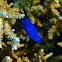 Blue Damselfish