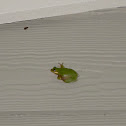 Squirrel Tree Frog