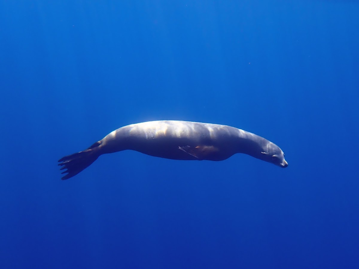 California Sea Lion