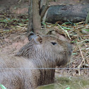 Capybara