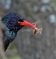 Bird with spider by Johann Harmse -   ( bird with catch, nature, bird, marakele, hoepoe, birds )