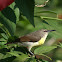 Purple-rumped Sunbird