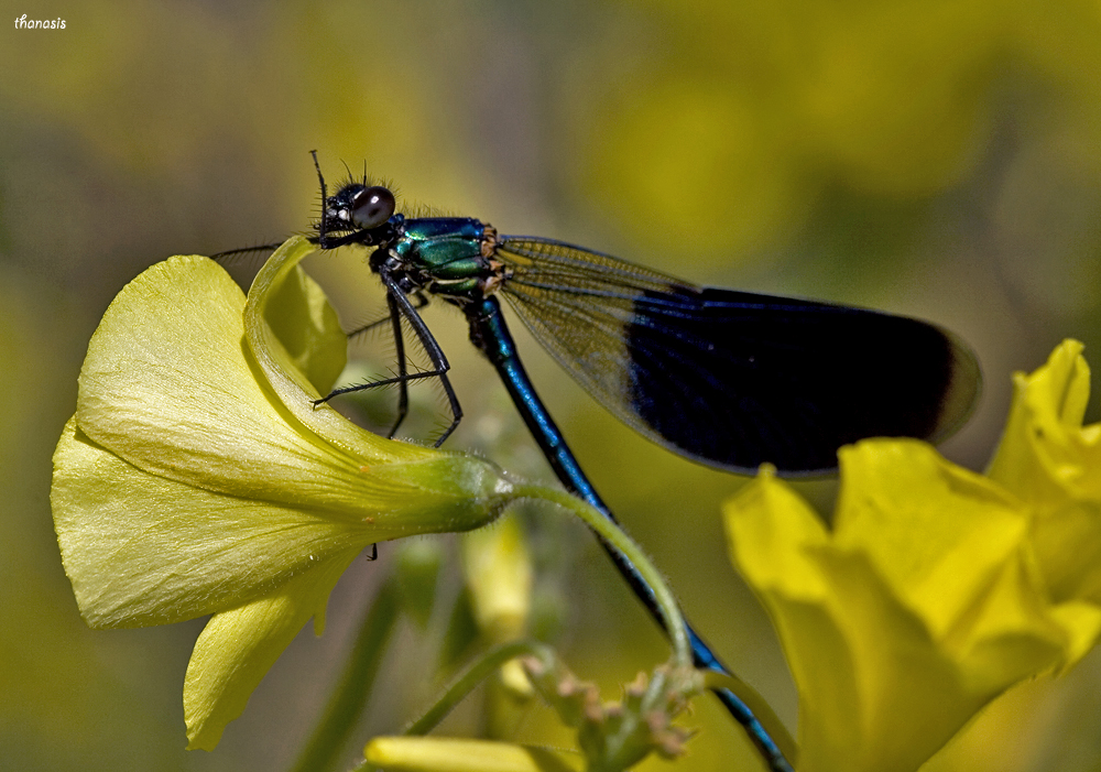 Banded Demoiselle