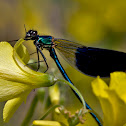 Banded Demoiselle