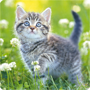 Download Cute Kittens Live Wallpaper For PC Windows and Mac