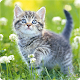 Download Cute Kittens Live Wallpaper For PC Windows and Mac 1.0