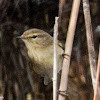 Chiffchaff; Mosquitero Común