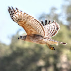 Red-shouldered Hawk