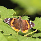 Red Admiral (Admirable)