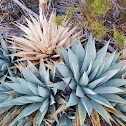 Desert agave