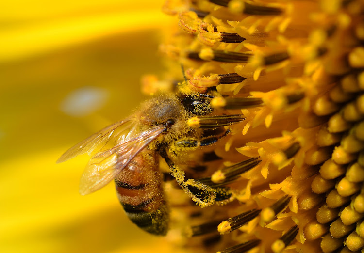 Three people were seriously injured when they were stung by a large swam of bees in Port Alfred.