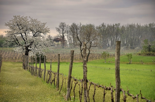 Tra le viti a primavera di maurizio