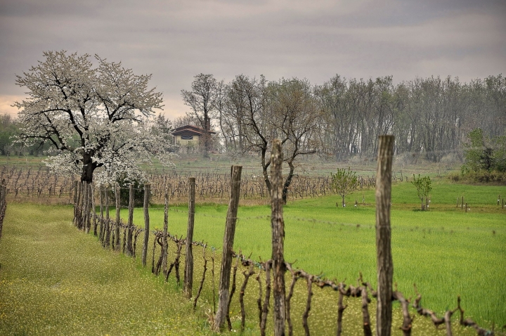 Tra le viti a primavera di maurizio