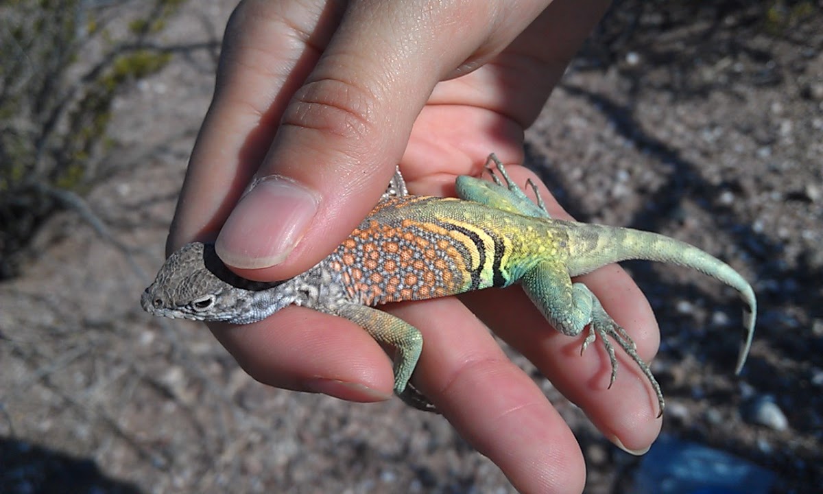 Greater Earless Lizard