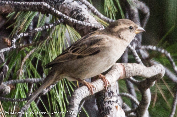 House Sparrow; Gorrión Común