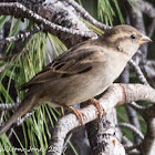 House Sparrow; Gorrión Común