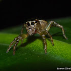 Jumping Spider