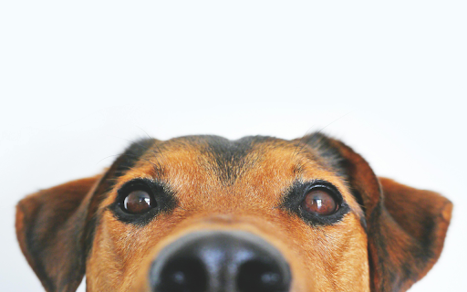 adorable mongrel dog screenshot 1