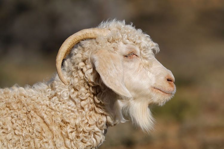 An Angora goat.