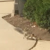 Eastern gray squirrel