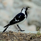 Magpie-lark