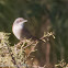 Sardinian Warbler; Curruca Cabicinegra