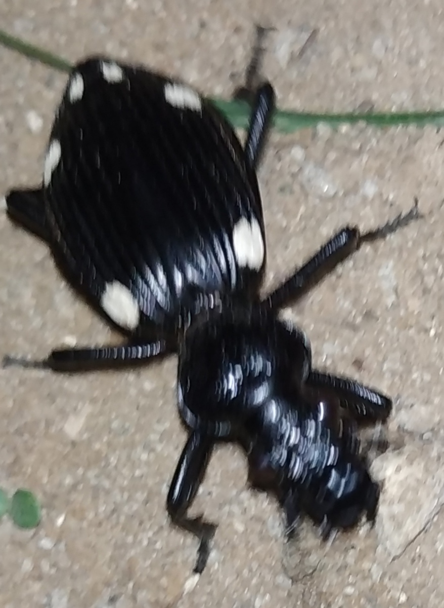 African domino beetle