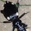 African domino beetle