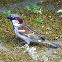 House Sparrow