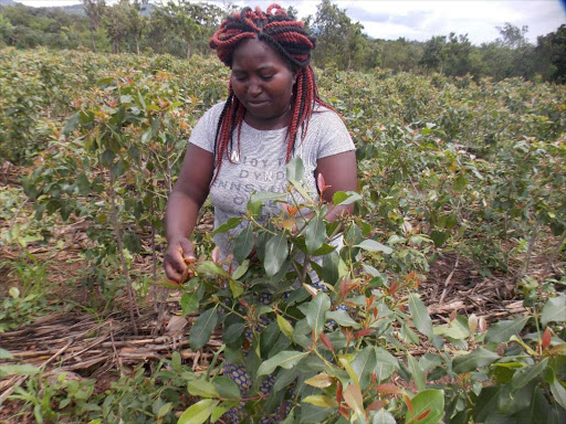 A farmer harvesting Muguka stimulant in Mbeere North subcounty in Embu county on March 26 last year. Governor Samboja has banned sale of the stimulant in Taita Taveta.