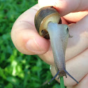 Snail