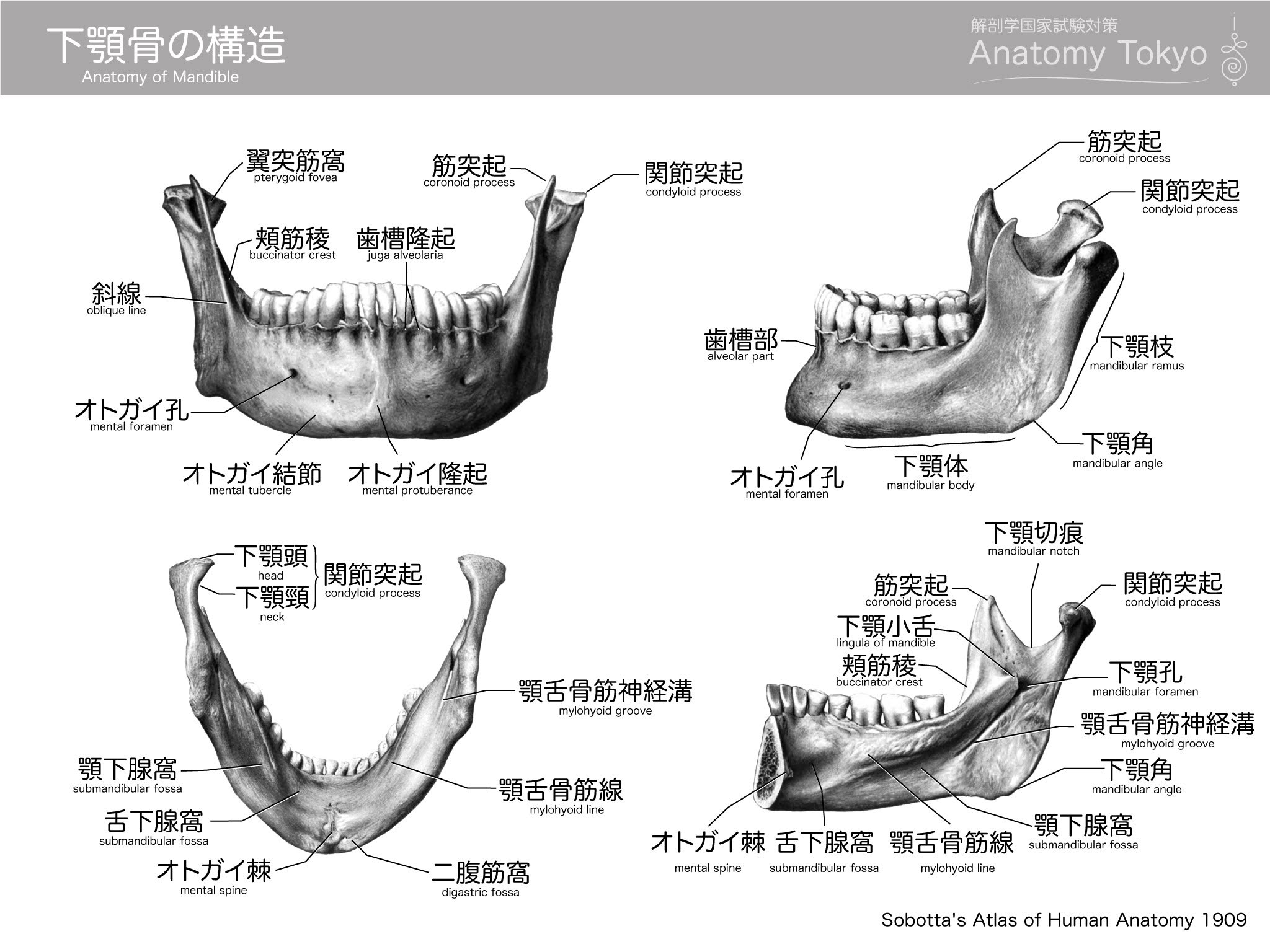 下顎骨の構造 徹底的解剖学