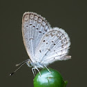 Lesser Grass Blue