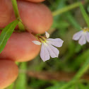 Angled Lobelia