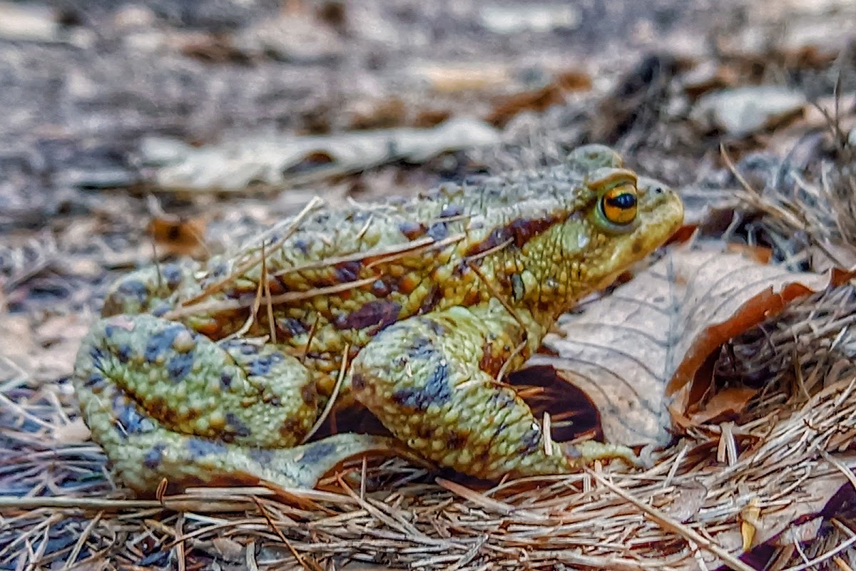 European Toad