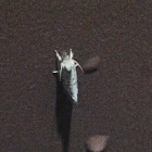 Unknown Spotting ( Moth )