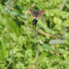 The Brown Argus