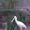 Yellow-billed spoonbill