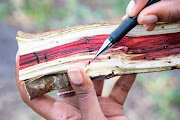 An indigenous tree infested by the polyphagous shot hole borer (tip of pencil as pointer) and the fungus Fusarium euwallaceae (red colouration). File photo.