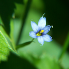 Blue-eyed Grass