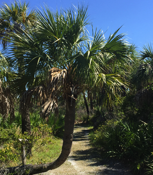 Cabbage palm