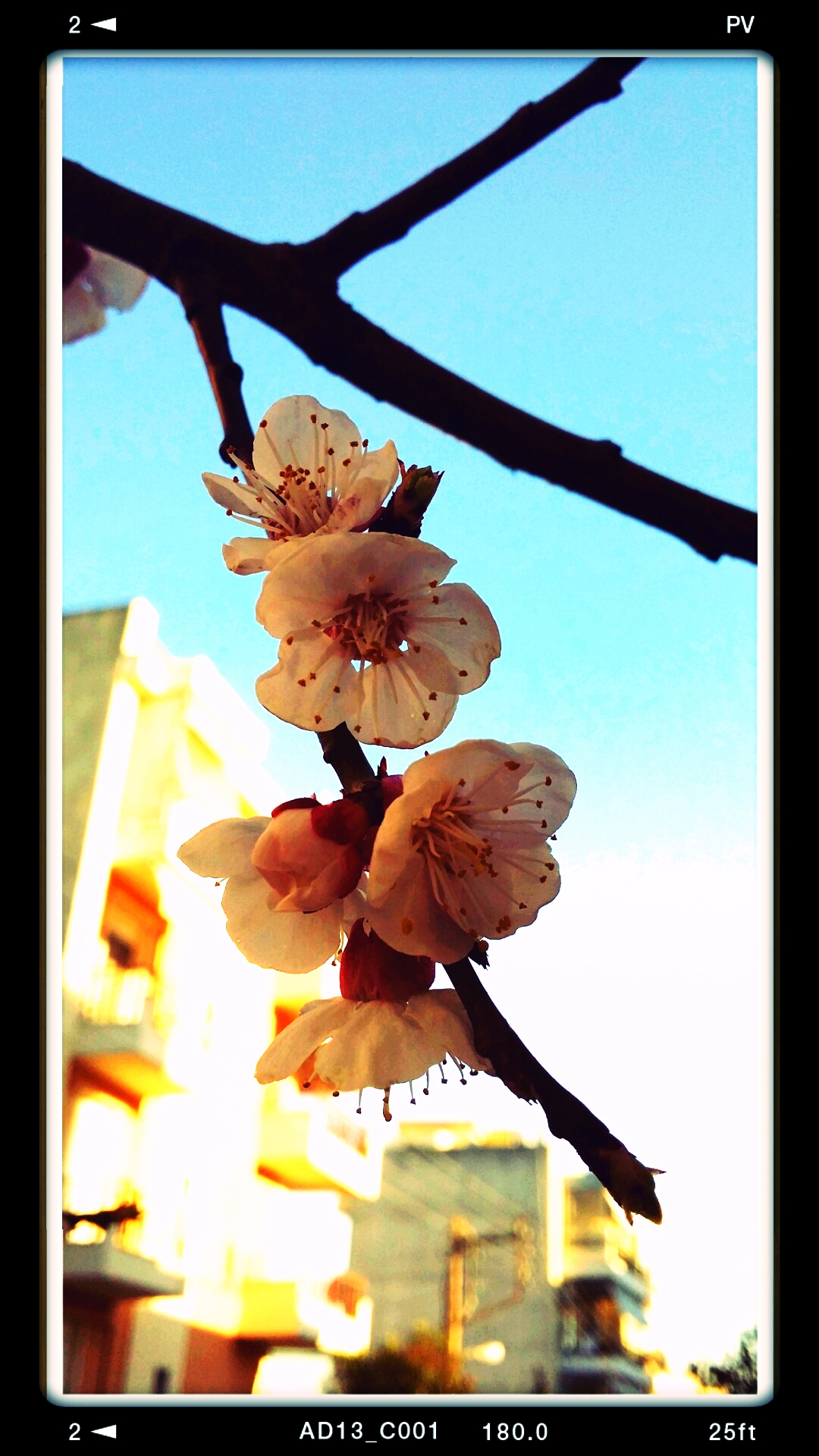 La primavera in città di Eleni Karadagli