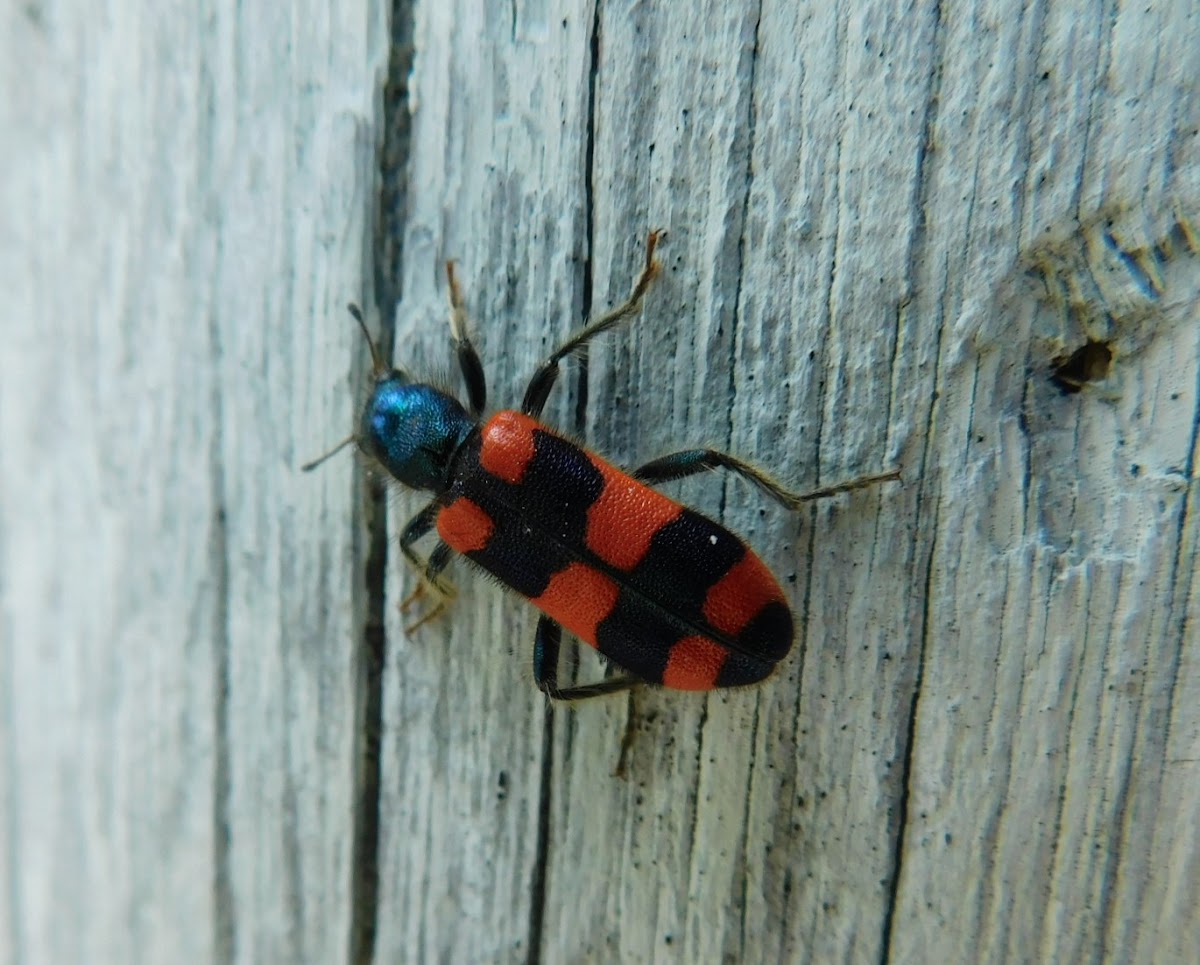 Punctated Hairy Checkered Beetle